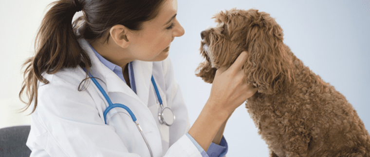 Cystite du chien